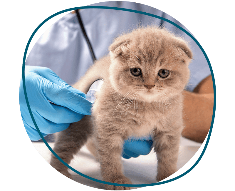 vet examines small kitten