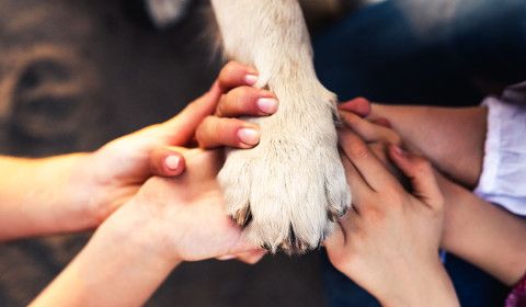 Emergency Preparedness for Pets: Wildfire Season in Southern California