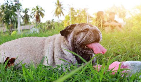 Late-Summer Pet Health Essentials: Heat Safety, Parasite Protection, Allergy Relief, and Wellness Checkups