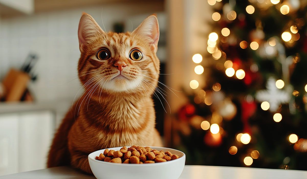 what-not-to-feed-your-cat-holiday-season