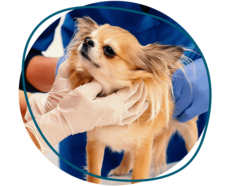 chihuahua is examined treated table veterinary clinic
